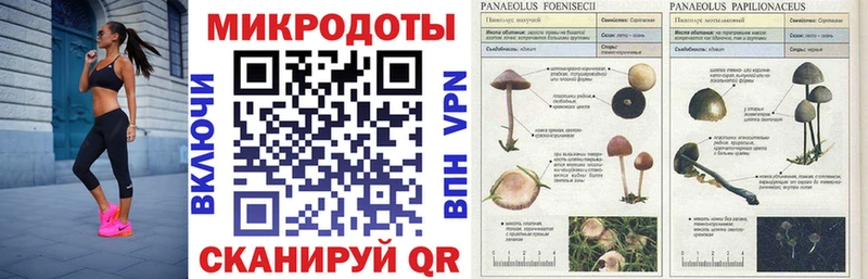 цена   Армянск  Галлюциногенные грибы Cubensis 